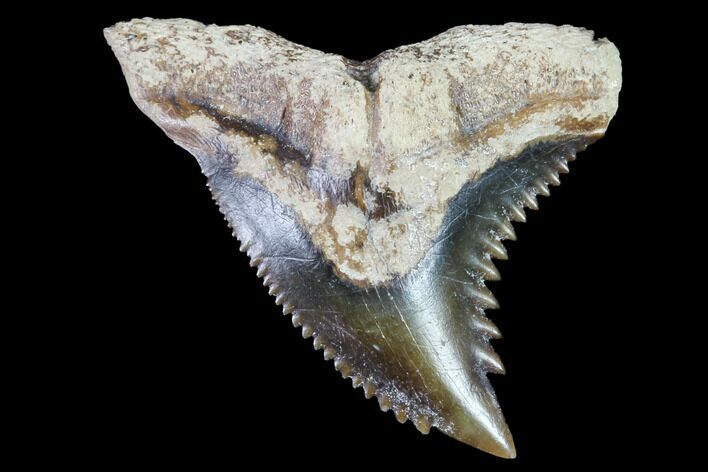 Hemipristis Shark Tooth Fossil - Virginia #91733